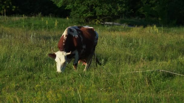 vaches paissent dans le champ en mangeant de l'herbe - Séquence, vidéo