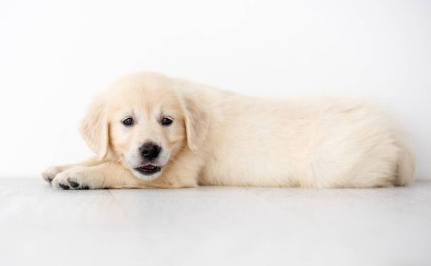 Cute retriever puppy on floor - Foto, Imagen