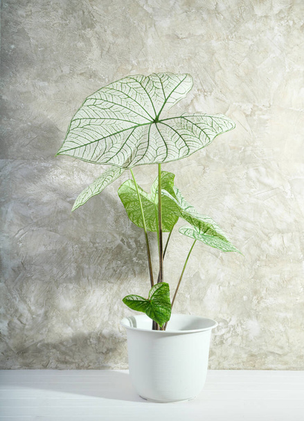 Prachtige Caladium Bicolor Vent, Araceae, Angel wings kamerplanten in moderne witte pot op witte houten vloer en cementwand ondergrond - Foto, afbeelding