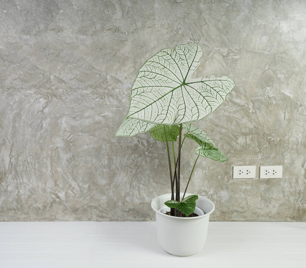 Krásný Caladium Bicolor ventilace, Araceae, Angel křídla pokojské rostliny v moderním bílém květináči na bílé dřevěné podlaze a betonové zdi pozadí - Fotografie, Obrázek