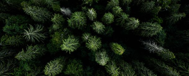 Green tops of pine wood - Foto, afbeelding