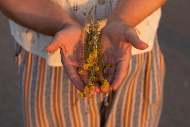Kobieta pokazuje w swoich rękach delikatne kwiaty rumianku, zebrane podczas spaceru, i cieszy się słońcem i zachodem słońca, Hiszpania - Zdjęcie, obraz