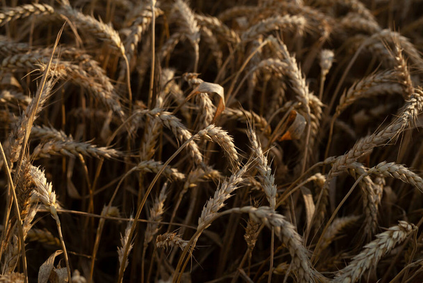 ears of ripe rye in the harvest season in the rays of the setting sun - Photo, Image