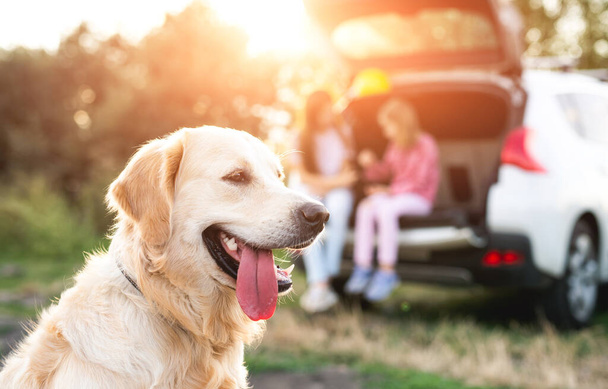 Golden retriever and girls in car - Photo, Image