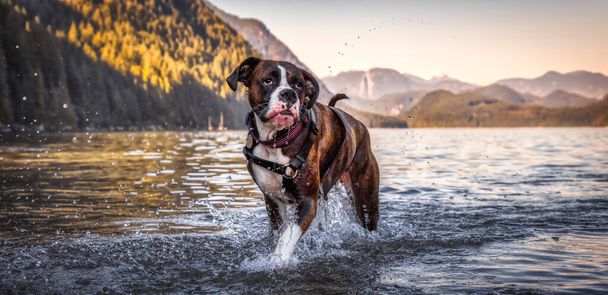 Playful and Funny Boxer Dog swimming in the water - Photo, Image