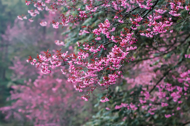 タイの桜、滑らかなフォーカスチェンマイの桜はチェンマイの高い山の頂上にそびえる桜の美しい風景の背景であり、観光名所になっています. - 写真・画像