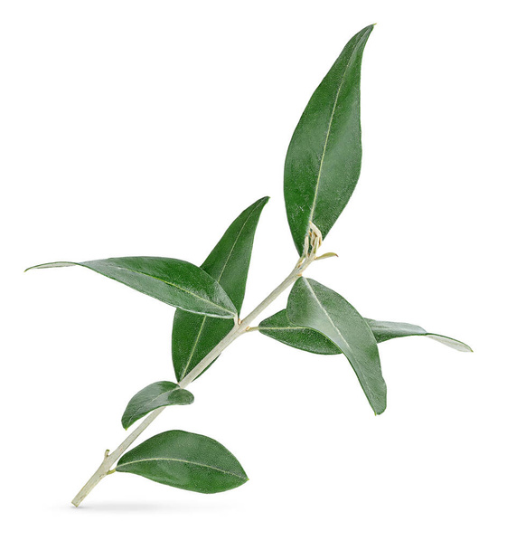 Olive branch isolated with clipping path on white background. - Photo, Image