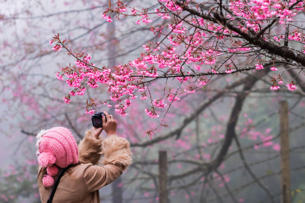 Kobieta cieszyła się oglądając kwiat wiśni sakura kwitnący tylko raz w roku w wysokich górach i nagrywając zdjęcia wiśni sakura z aparatem smartfona do dzielenia się w mediach społecznościowych. - Zdjęcie, obraz