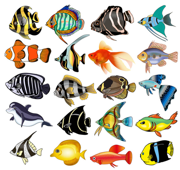 illustration kit fish is insulated on white background - Διάνυσμα, εικόνα