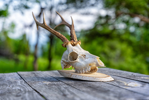 Trofeo de cráneo de ciervo en una mesa de madera - Foto, Imagen