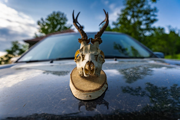 Trofeo teschio di cervo su un'auto che lo rende spaventoso e post apocalittico - Foto, immagini