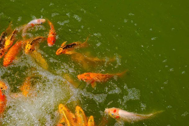 Arany és vörös ponty koi hal úszás egy tóban egy japán kínai stílusú kertben - Fotó, kép