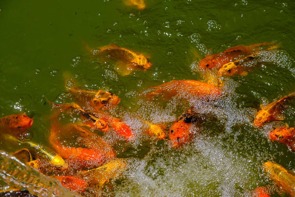 Arany és vörös ponty koi hal úszás egy tóban egy japán kínai stílusú kertben - Fotó, kép