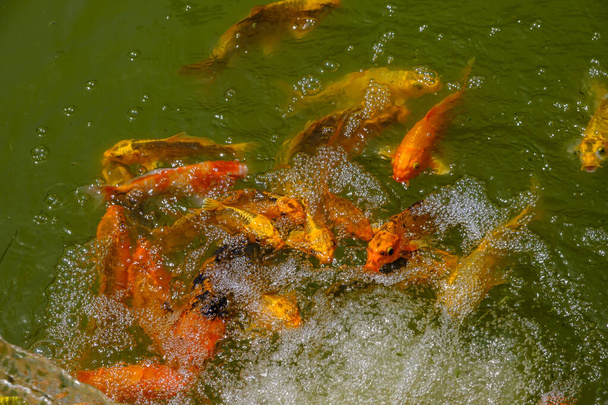 Gold and red carps koi fish swimming in a pond in a Japanese Chinese style garden - Photo, Image
