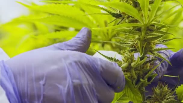 Выращивания марихуаны видео законно ли использовать браузер тор попасть на гидру