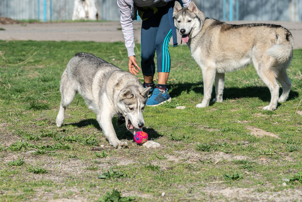 Husky cão brincando ao ar livre com uma bola - Foto, Imagem