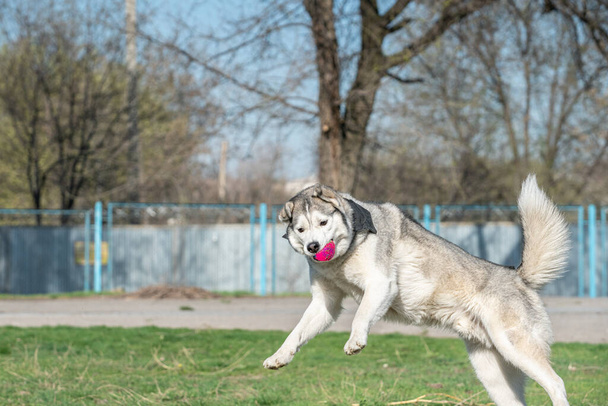 Husky cão brincando ao ar livre com uma bola - Foto, Imagem