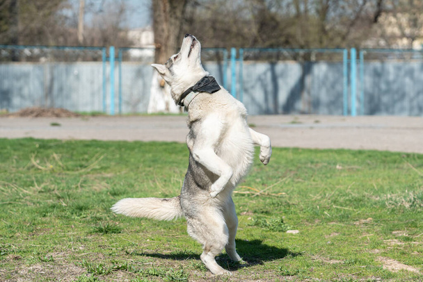 Χάσκι σκυλί παίζει σε εξωτερικούς χώρους με μια μπάλα - Φωτογραφία, εικόνα