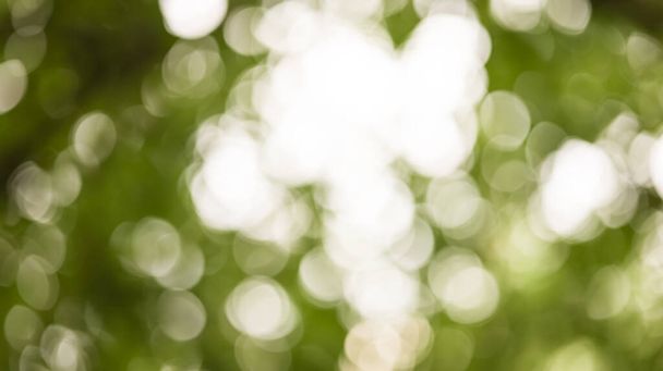 Зелений боке Красивий розмитий фон дерев'яних коронок
 - Фото, зображення