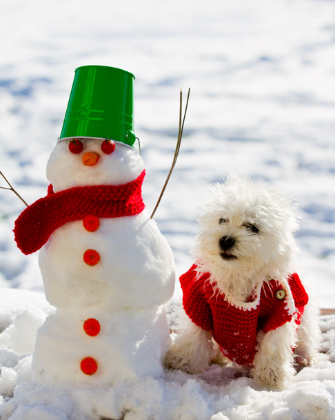 zimowe zabawy - ładny szczeniak gry z bałwana - Zdjęcie, obraz