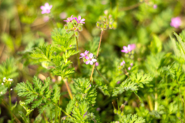 Erodium ordinary.ERODIUM CICUTARIUM. Flowers with medicinal properties. The drug is used in traditional and non-traditional medicine. - Photo, Image
