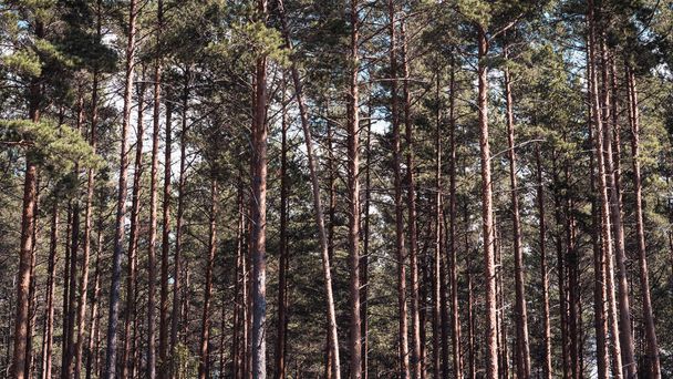 Густой лес из сосен, длинные, тонкие стволы деревьев, солнце и тень дичь - Фото, изображение