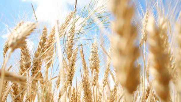 Шипы пшеницы крупным планом вид снизу на фоне голубого неба. - Фото, изображение