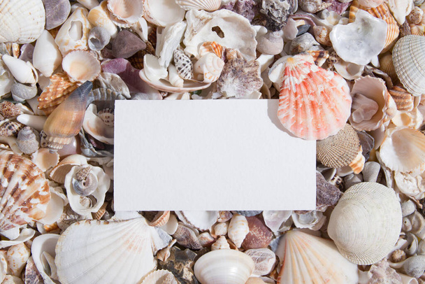 Vista superior de conchas marinas y estrellas de mar con una hoja de papel o tarjeta de visita. Creativo verano abstracto fondo plano con espacio de copia - Foto, imagen