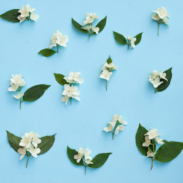 jasmine flowers on the blue background .top view - Valokuva, kuva