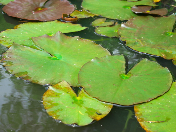Ninfee galleggianti nel lago durante la primavera - Foto, immagini