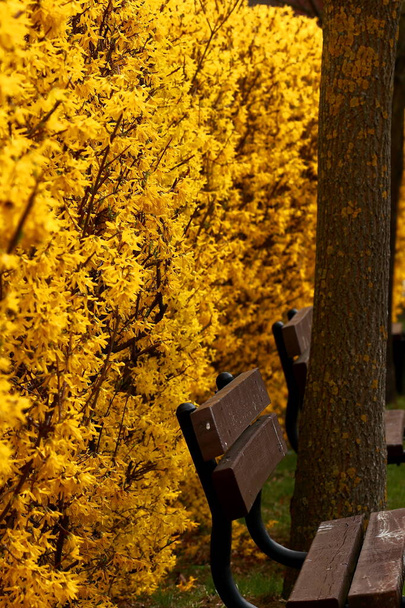 市内の公園や遊び場で春に黄色を咲かせる低木 - 写真・画像