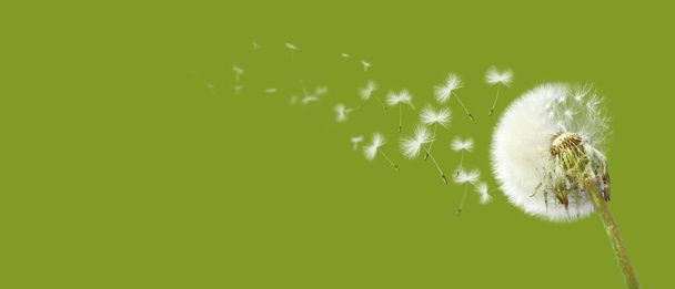 Beautiful dreamy spring nature background with dandelion - Photo, Image