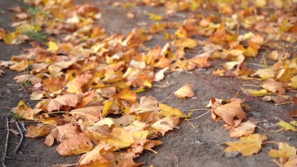ősz lehullott levelek fákról - Felvétel, videó