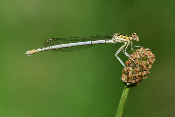 Primo piano di una vera libellula di piume (Platycnemis) seduta su un filo d'erba davanti a uno sfondo verde - Foto, immagini