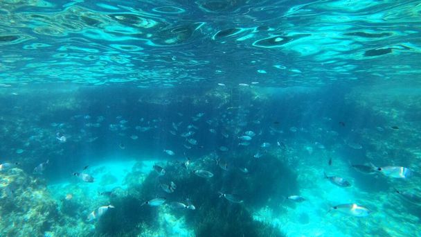 vista snorkeling di alcuni pesci a Minorca - Foto, immagini