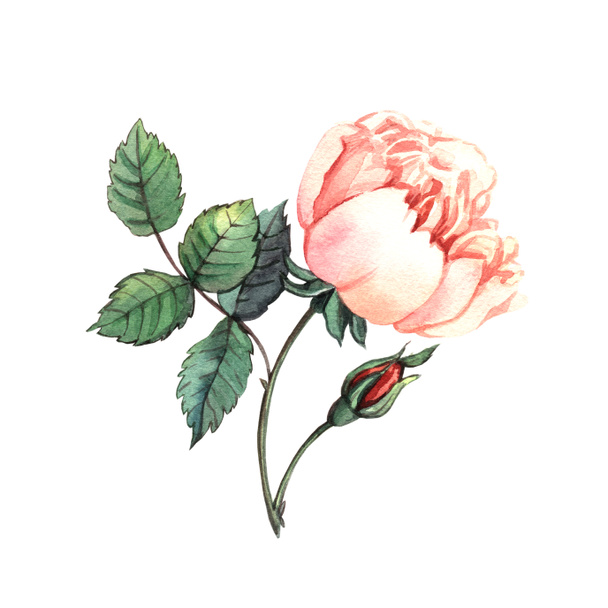 Illustration with watercolor rose - Fotó, kép