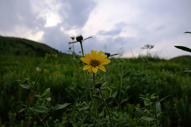 Jerusalem Sonnenblume im Matthews Winters Park in Golden Colorado - Foto, Bild