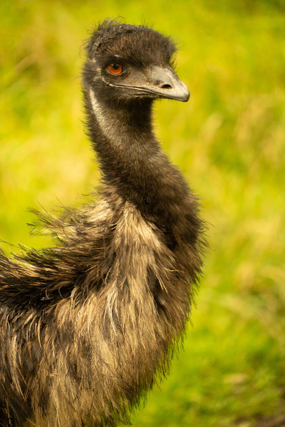 Közelkép a fej és a nyak egy EMU " - Fotó, kép