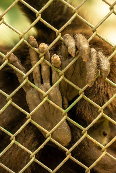 De hand van een aap achter tralies in een dierentuin - Foto, afbeelding