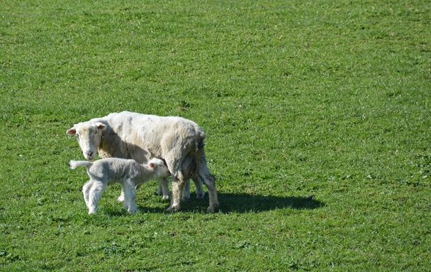 schapen & haar lam in het voorjaar op Nieuw-Zeeland boerderij. - Foto, afbeelding