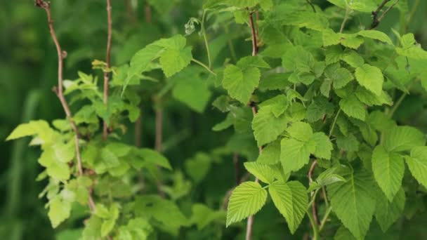 "Young Leaves Leaf Black Currant On Branch Of Bush". Крупный план выращивания органических в летний день - Кадры, видео