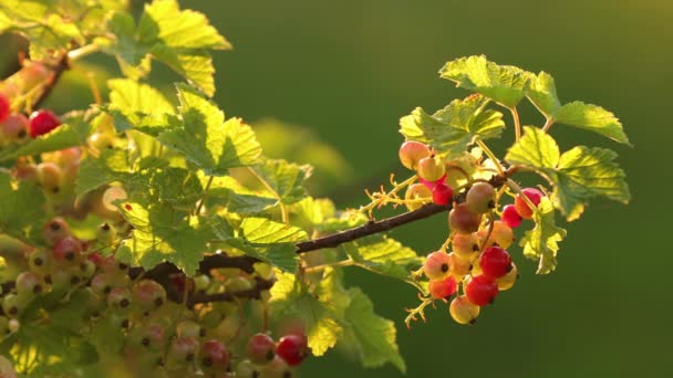 Young Redcurrant Or Red Currant Ribes Rubrum Branch At Sunset Sunlight. Growing Organic Berries In Garden During Early Summer. Currant Berries In Fruit Garden 4K. - Footage, Video