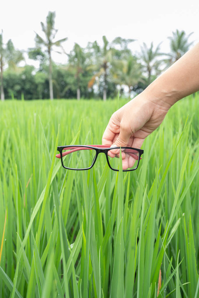 one hand held a black combination of red square glasses with a background of rice plant - Photo, Image