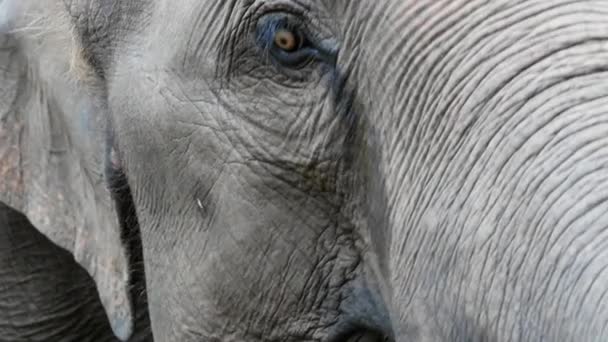 Eye of an elephant and wrinkled elephant skin in nature park. - Footage, Video