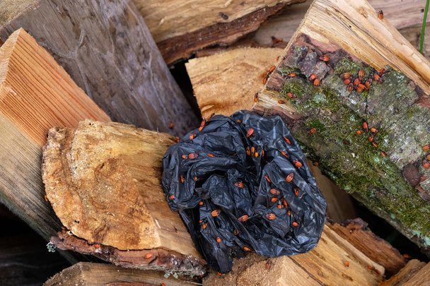 Firebugs (Pyrrhocoris apterus) en Ucrania. Los materiales naturales y sintéticos son lugares para insectos. - Foto, Imagen