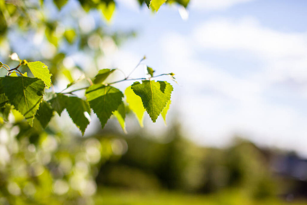 Sfondo naturale. Luminoso sfondo primaverile con foglie verdi su un ramo di betulla alla luce del sole. C'è una vendetta per il testo - Foto, immagini