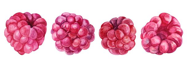 Zestaw akwarela ręcznie rysowane maliny izolowane. Letnie czerwone jagody roślin. Słodka świeżość deser jedzenie. Sztuka twórczy obiekt dla menu, naklejka, karta, tekstylia, tapety, opakowanie, uroczystość - Zdjęcie, obraz