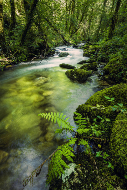 Érintetlen patak a tiszta erdőben. A Sesin folyó az As Fragas do Eume természeti parkban Galíciában, Spanyolországban. Hosszú expozíciós felvétel. - Fotó, kép