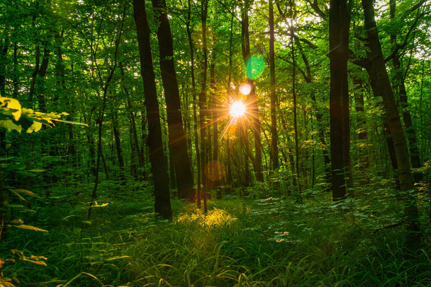 Ormandaki ağaçların arasından güneş parlıyor.  - Fotoğraf, Görsel
