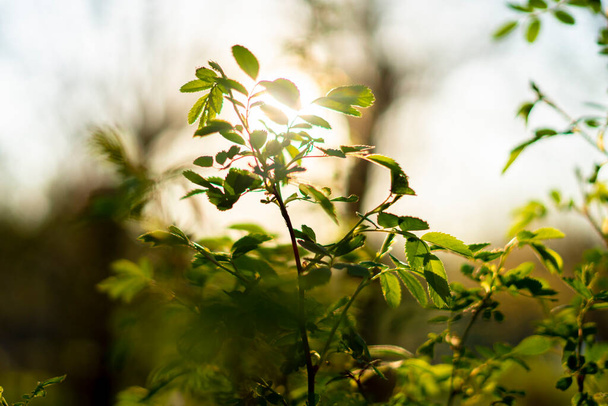 Nahaufnahme Foto von jungen frischen saftigen Blättern eines Baumes in der Sommersaison mit Sonnenstrahl bedeckt - Foto, Bild